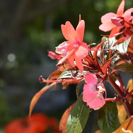 Appartement Anna George Studios *