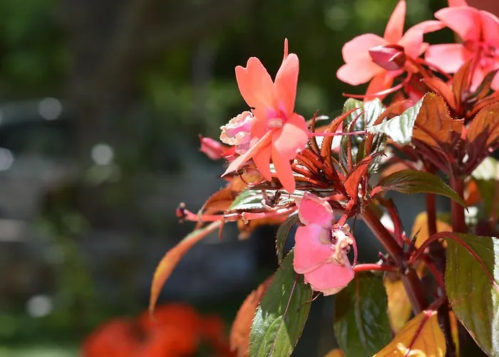 דירה Anna George *